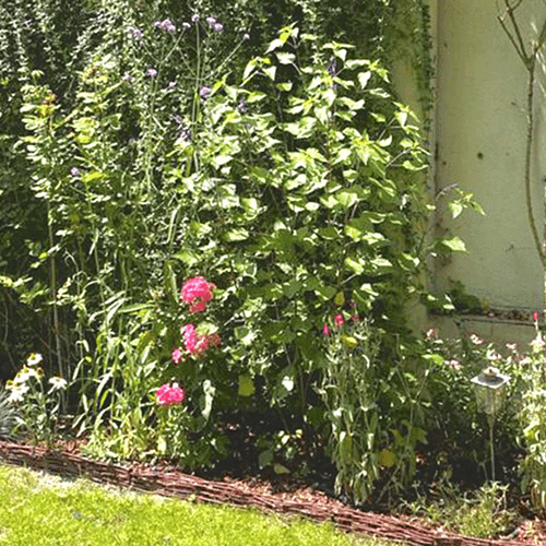 Le jardin revégétalisé (Arcueil)